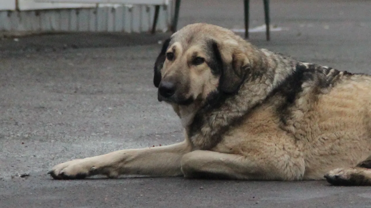 REGIONS/Василий Тремасов