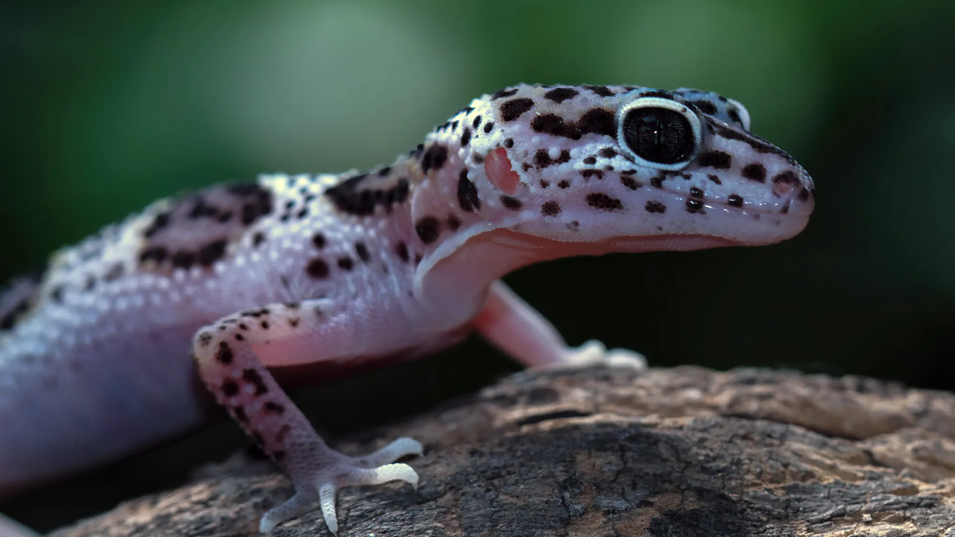 Фото: freepik.com