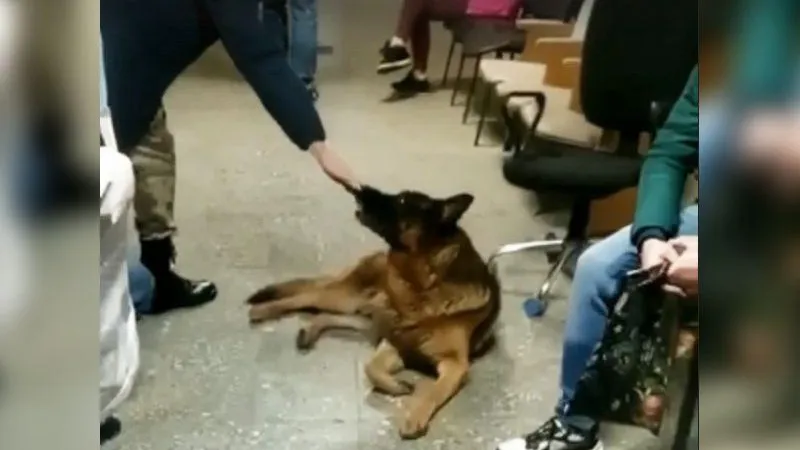 Хатико из Подольска: потерявшую хозяина овчарку забрали в приют