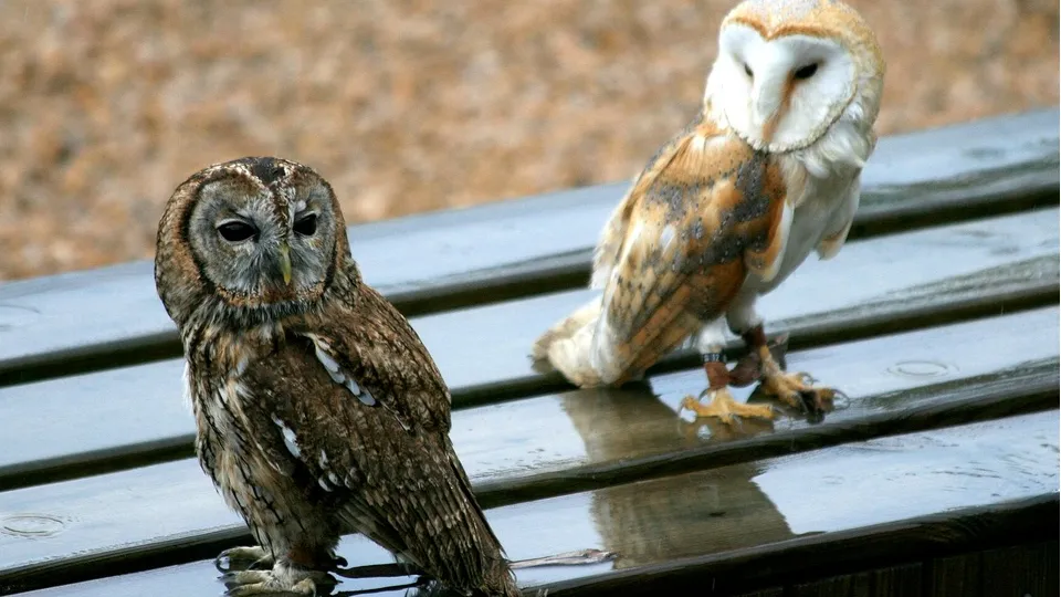 Фото: commons.wikimedia/Миранда Адрамин