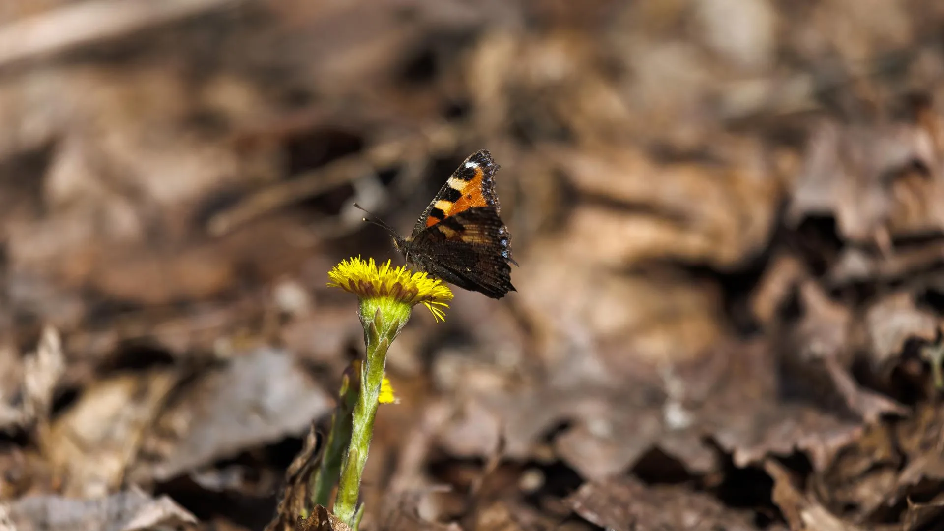 медиасток.рф