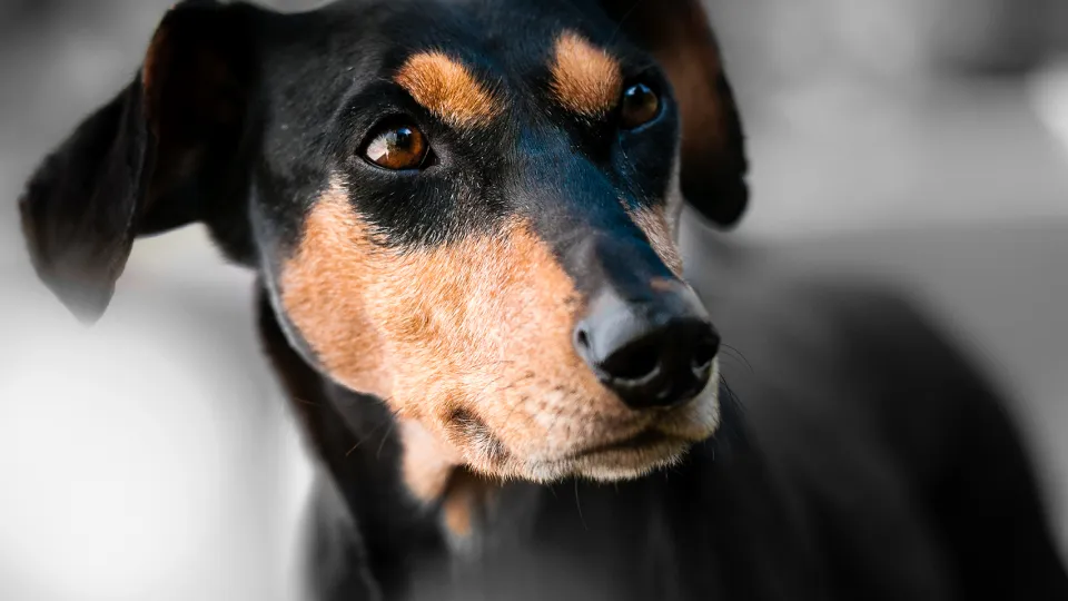 Фото: pxhere.com