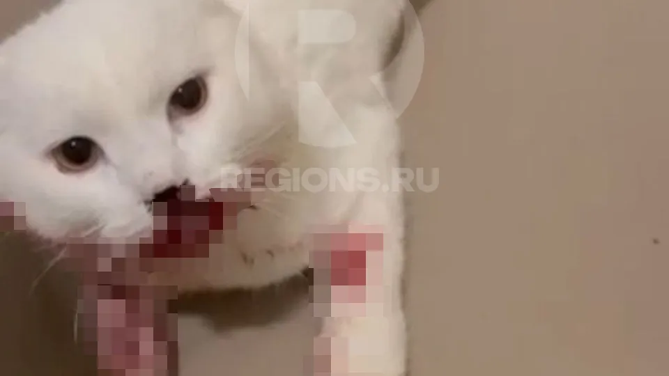 Фото предоставлено волонтером Надеждой