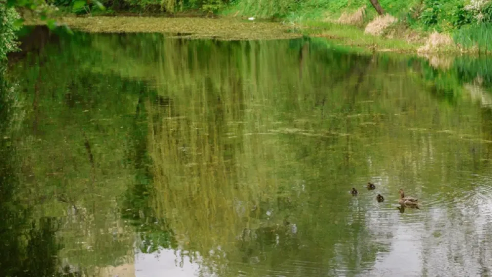 Фото: Администрация г.о. Чехов