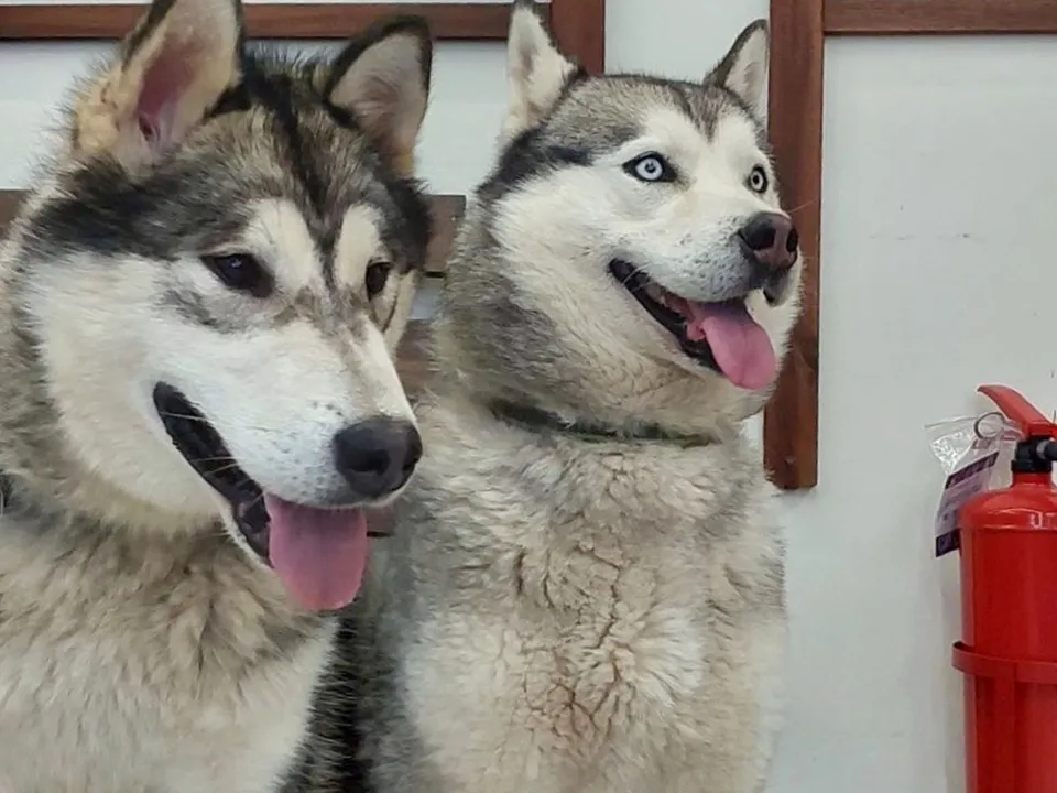 Фото: центр ездового спорта «Бореалис»