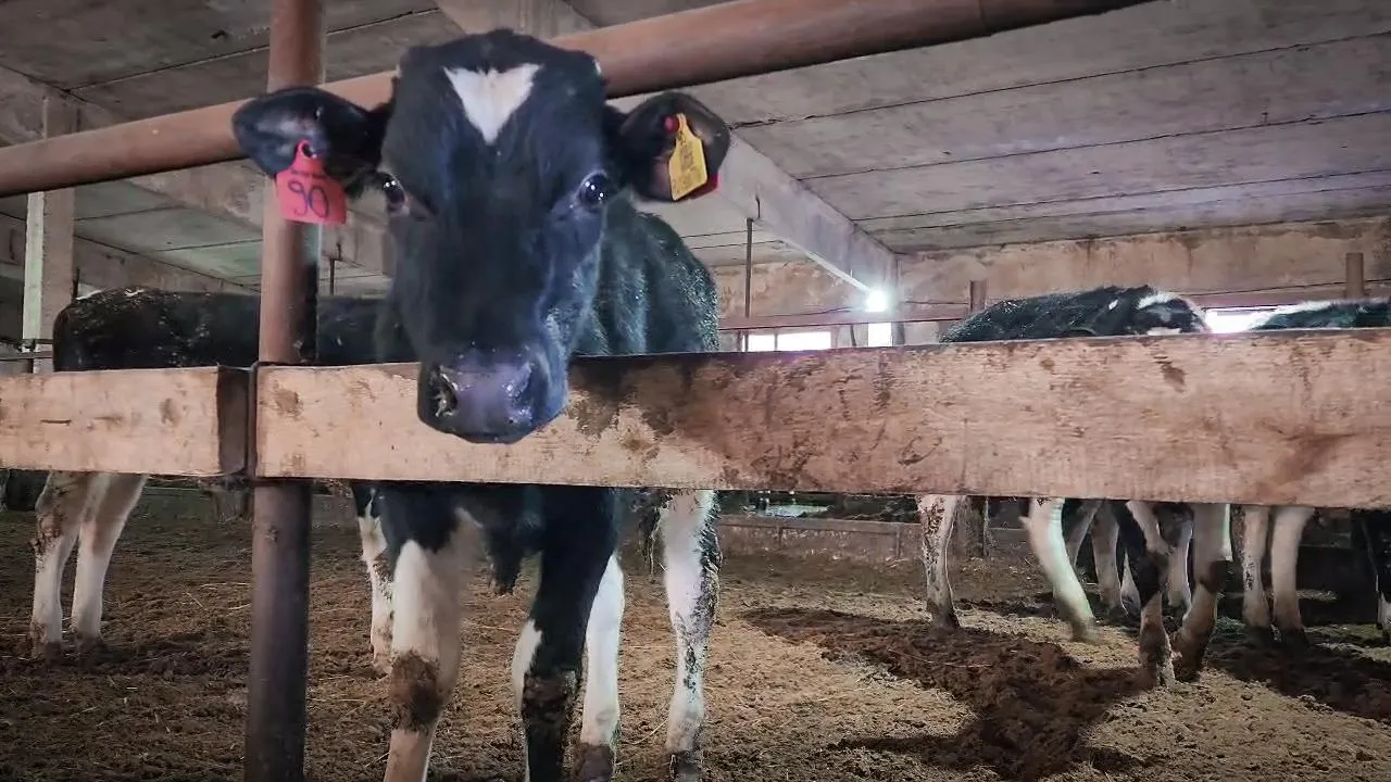 МедиаБанк Подмосковья/Ольга Антонова