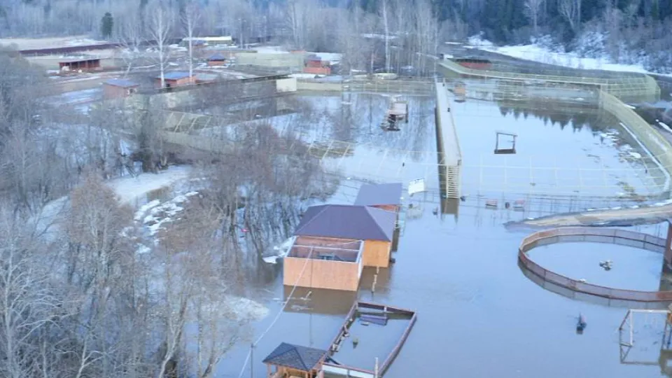 Фото: t.me/Парк львов ЗЕМЛЯ ПРАЙДА