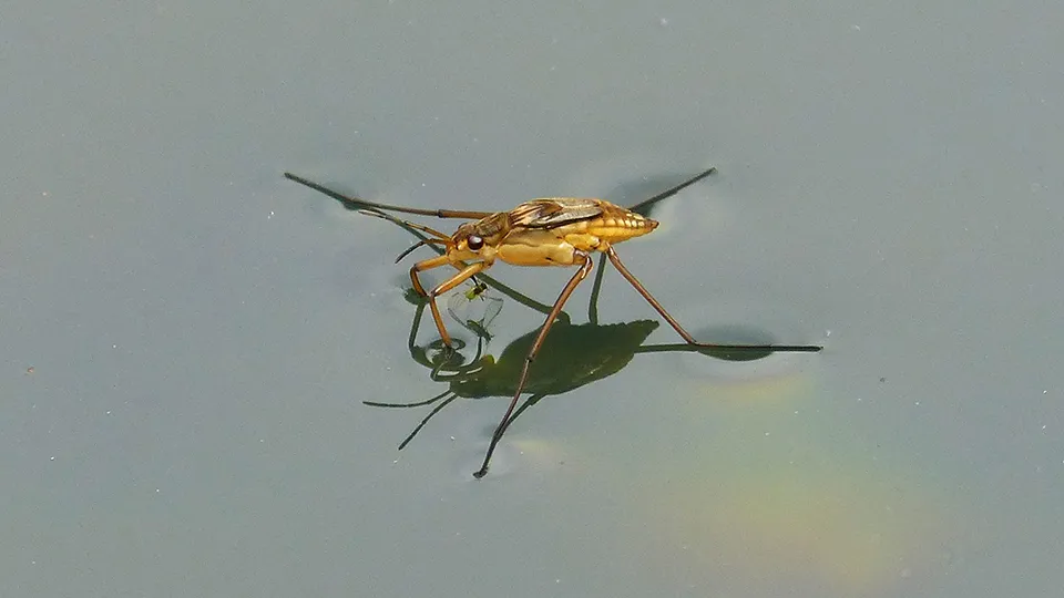 Фото: pxhere.com