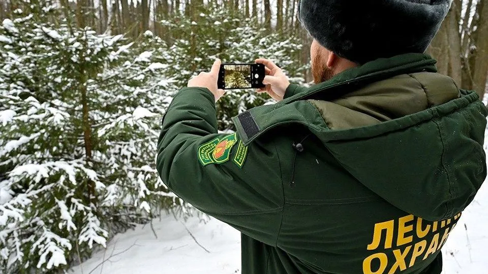 Фото: Комитет лесного хозяйства Московской области