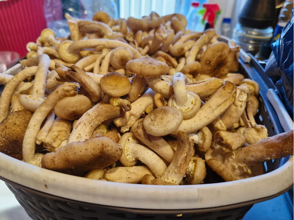 Фото: REGIONS/Наталия Надточая