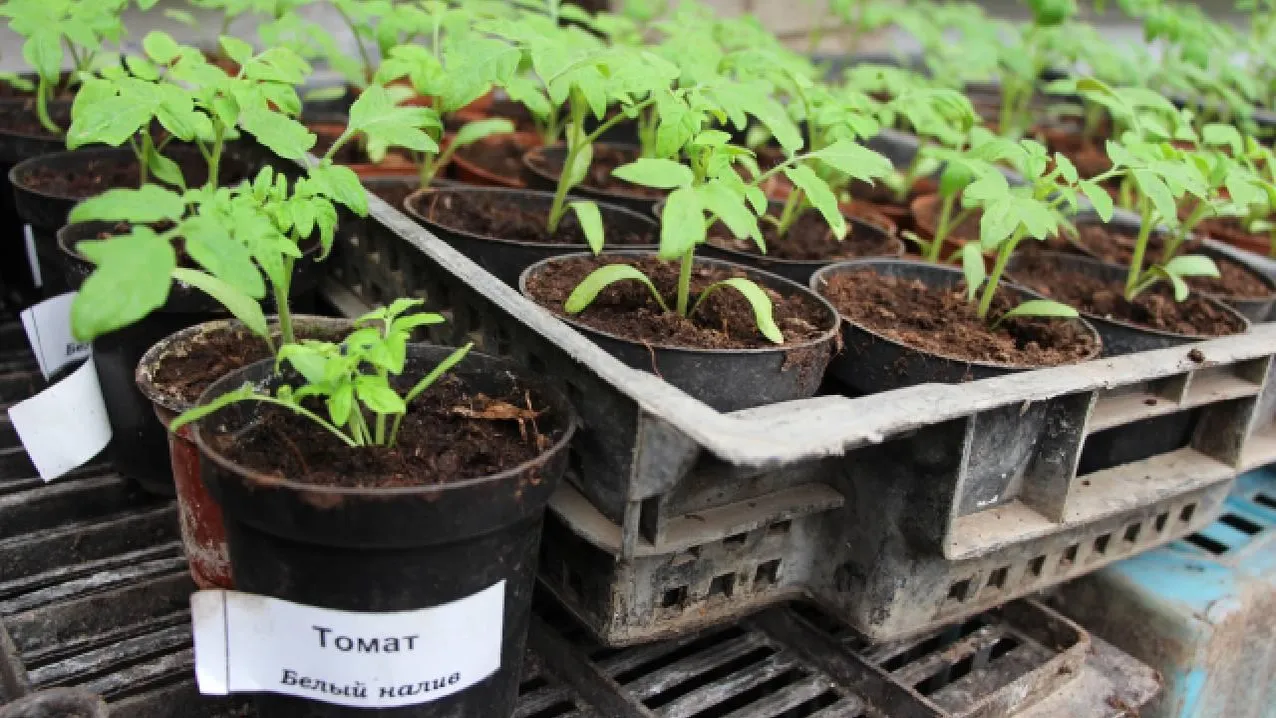 «Дедушкин внучок» и «змей-искуситель»: в Башкирии нашли несуществующие сорта семян