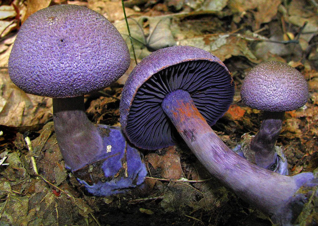Паутинник фиолетовый (Cortinarius violaceus)