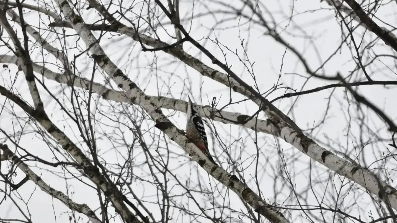 пресс-служба нацпарка "Лосиный остров"/Карина Фоменко