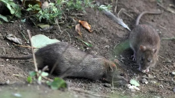 Свалка на берегу озера Шарташ в Екатеринбурге вызвала нашествие крыс