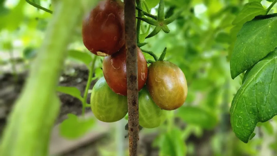 Фото: Наталия Надточая