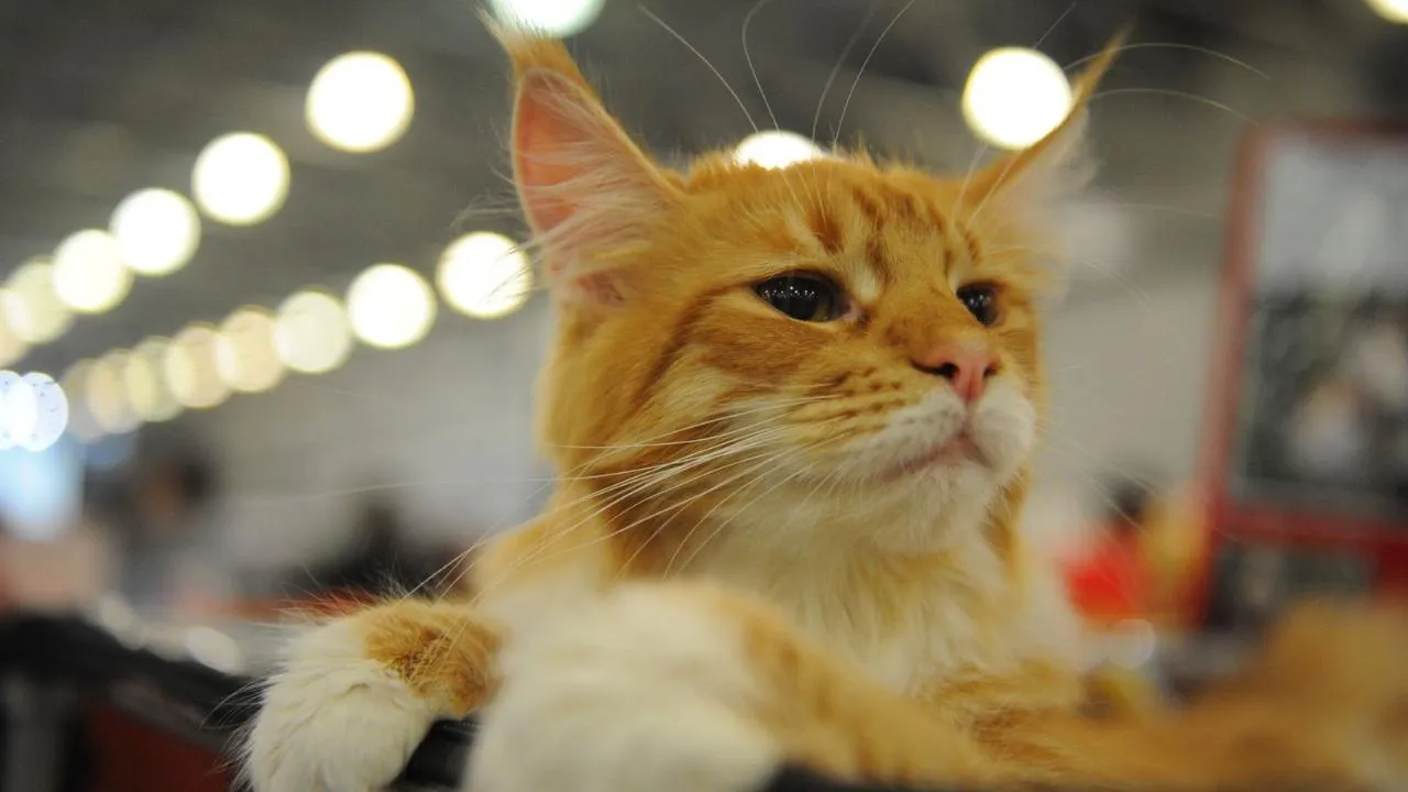 медиасток.рф