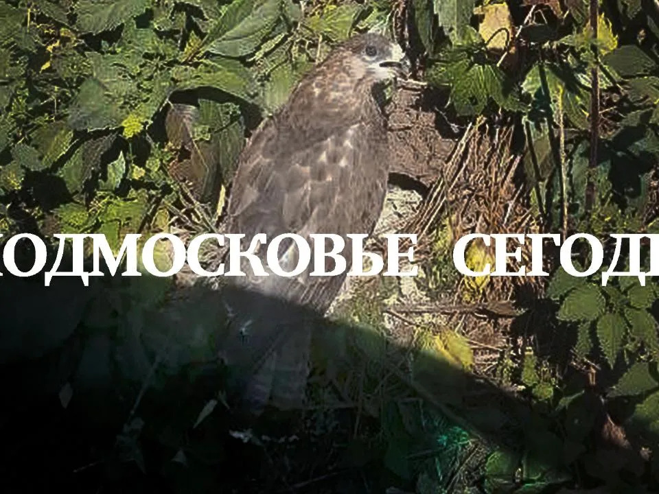 Пугающая трапеза: крупный осоед шокировал жителей Подмосковья