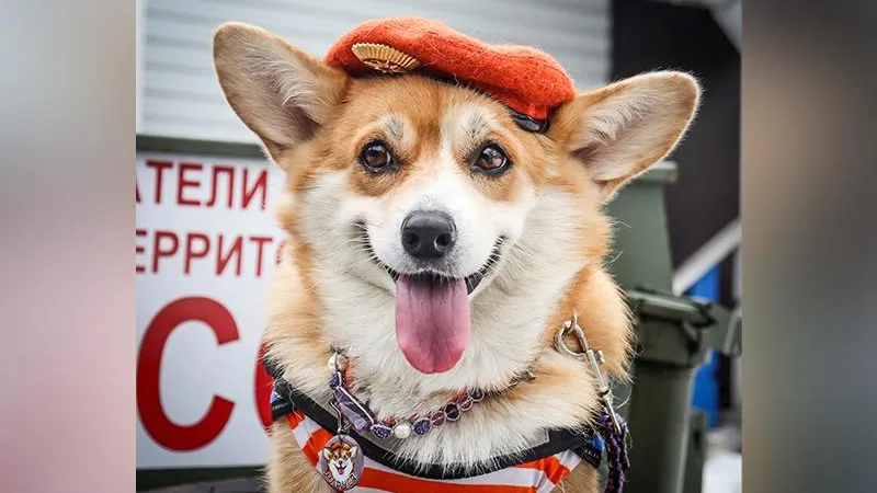 Как работается в щелковской службе спасения милейшей корги-волонтеру