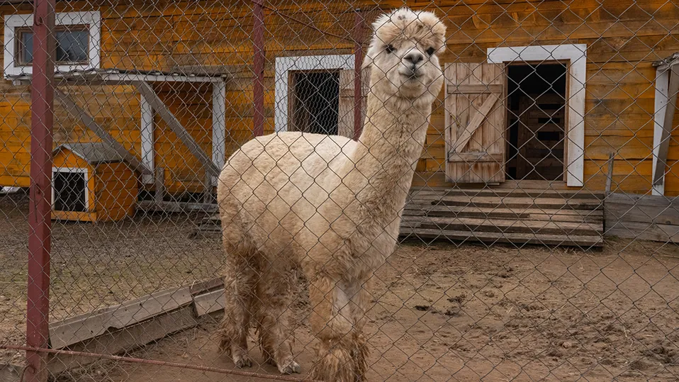 Фото: медиасток.рф