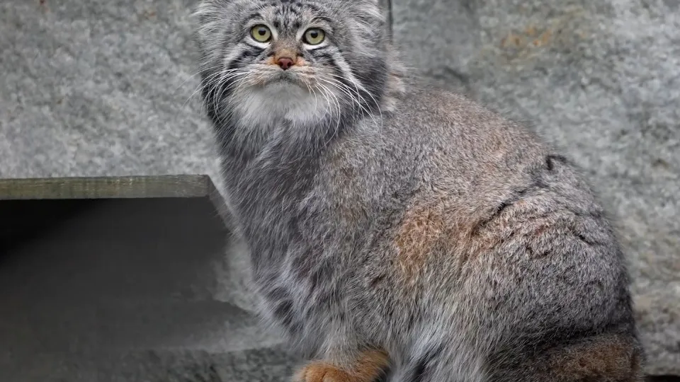 Фото: t.me/Moscowzoo_official