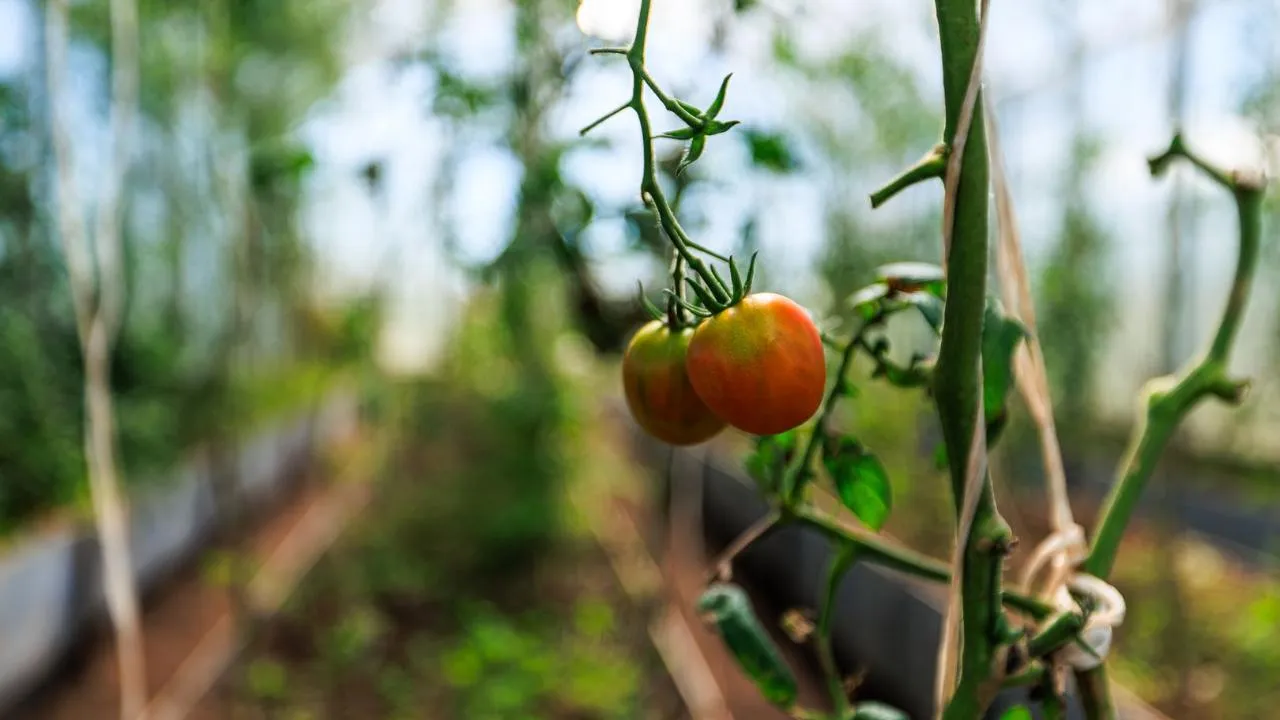 медиасток.рф