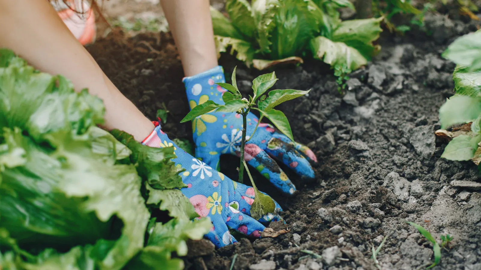 Фото: freepik.com