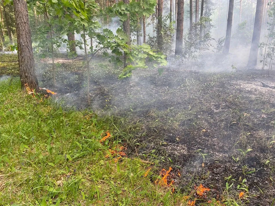 Фото: Комитет лесного хозяйства Московской области