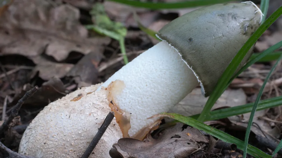 Фото: istockphoto.com/Phallus impudicus