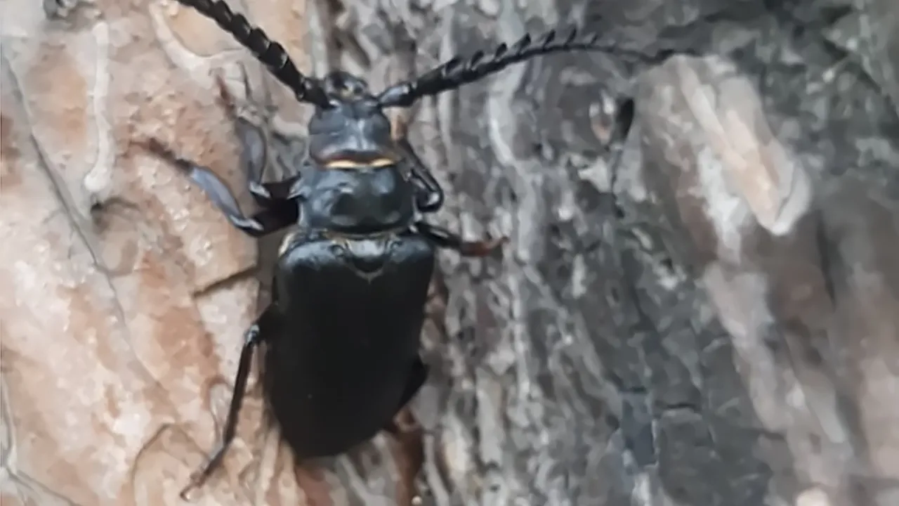 Фото: youtube.com/NoFuture