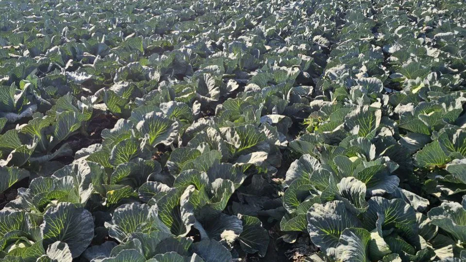 Фото: Агрохолдинг  «ОСП агро»