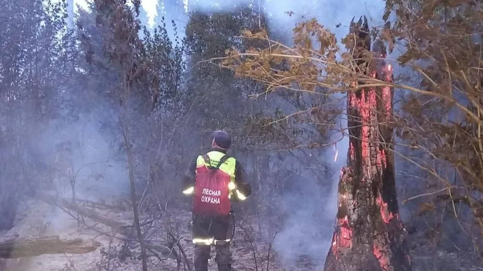 Фото: Комитет лесного хозяйства Московской области