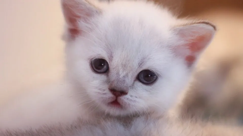 Фото: istockphoto.com/Angela Emanuelsson