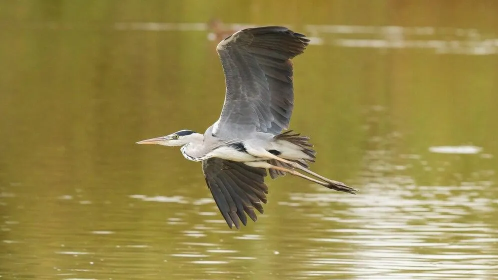 медиасток.рф