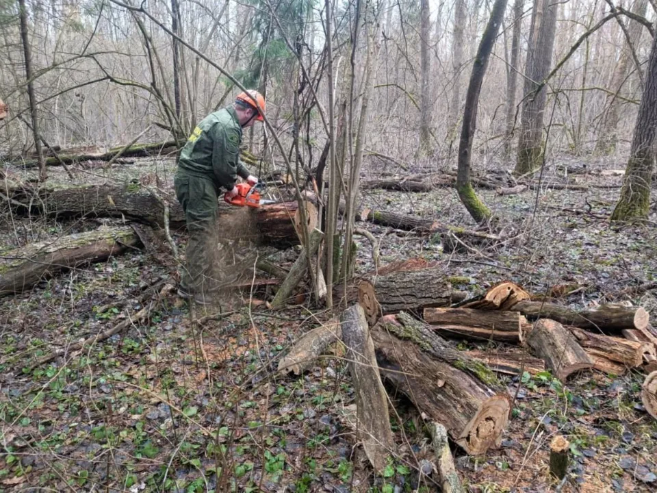 Фото: пресс-служба Комитета лесного хозяйства Московской области