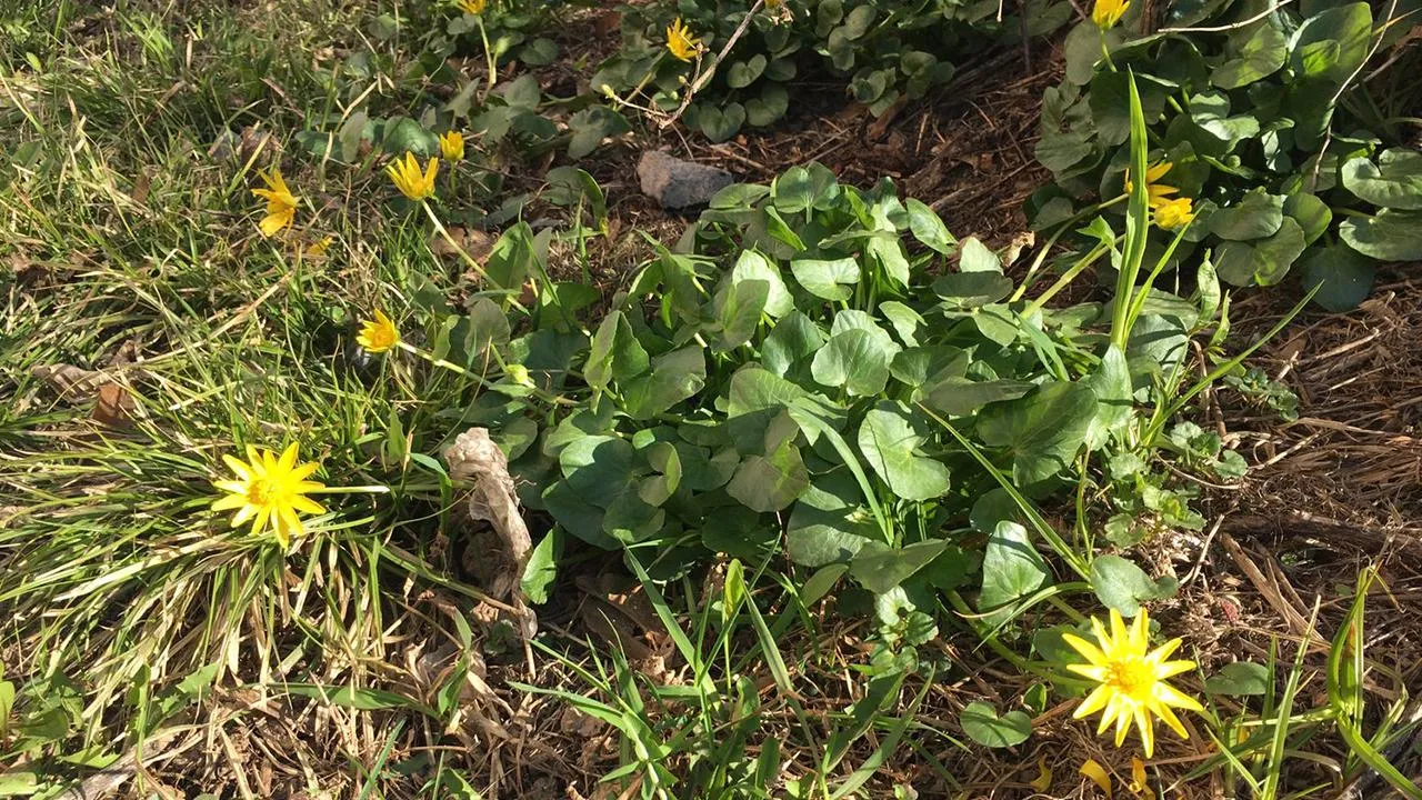 Андрей Синцов