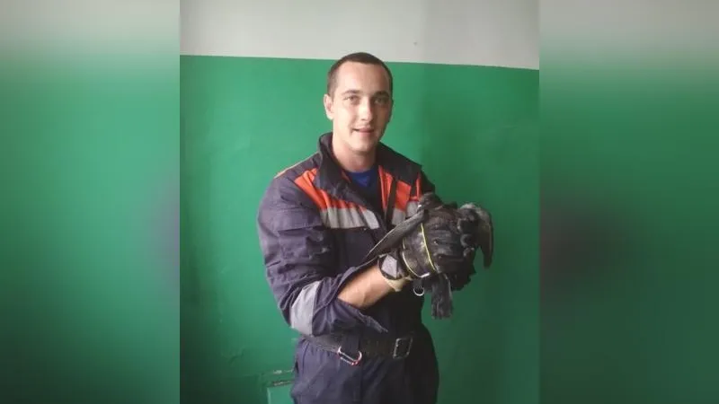 Голубь продолбил штукатурку, чтобы спастись из плена в Можайске