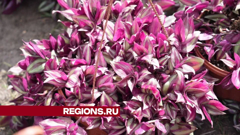 Фото: Дмитрий Зайчиков