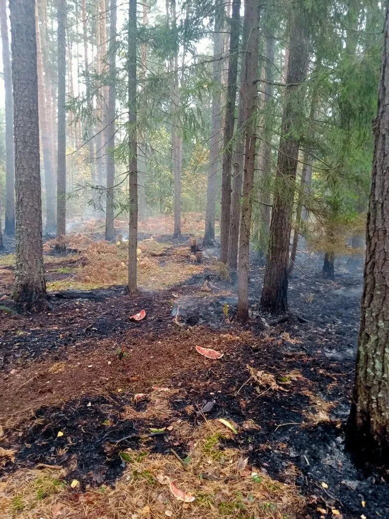 Фото: Комитет лесного хозяйства Московской области