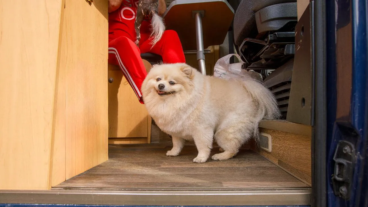 Жителям Подмосковья напомнили о необходимости регистрации собак