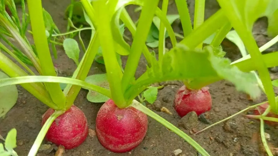 Фото: t.me/Dolgoletie_leninskiy