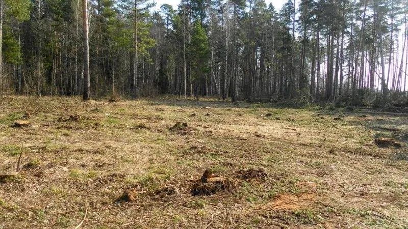 За 9 лет в Подмосковье от погибших насаждений очистили 86,6 тысячи гектаров лесов