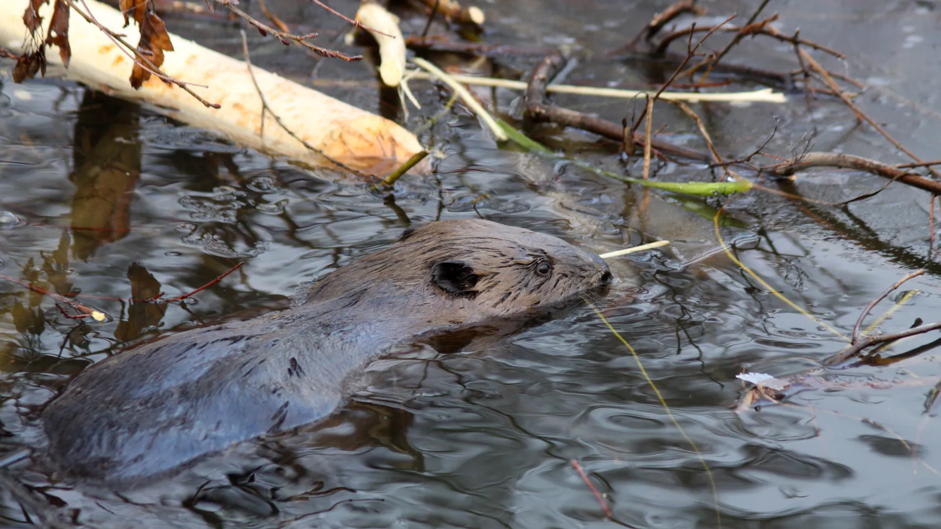 Семейство бобров в дубненском парке