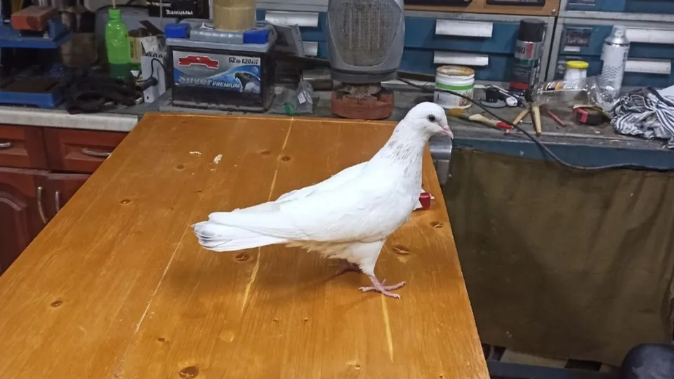 Фото: Дина Ищенко