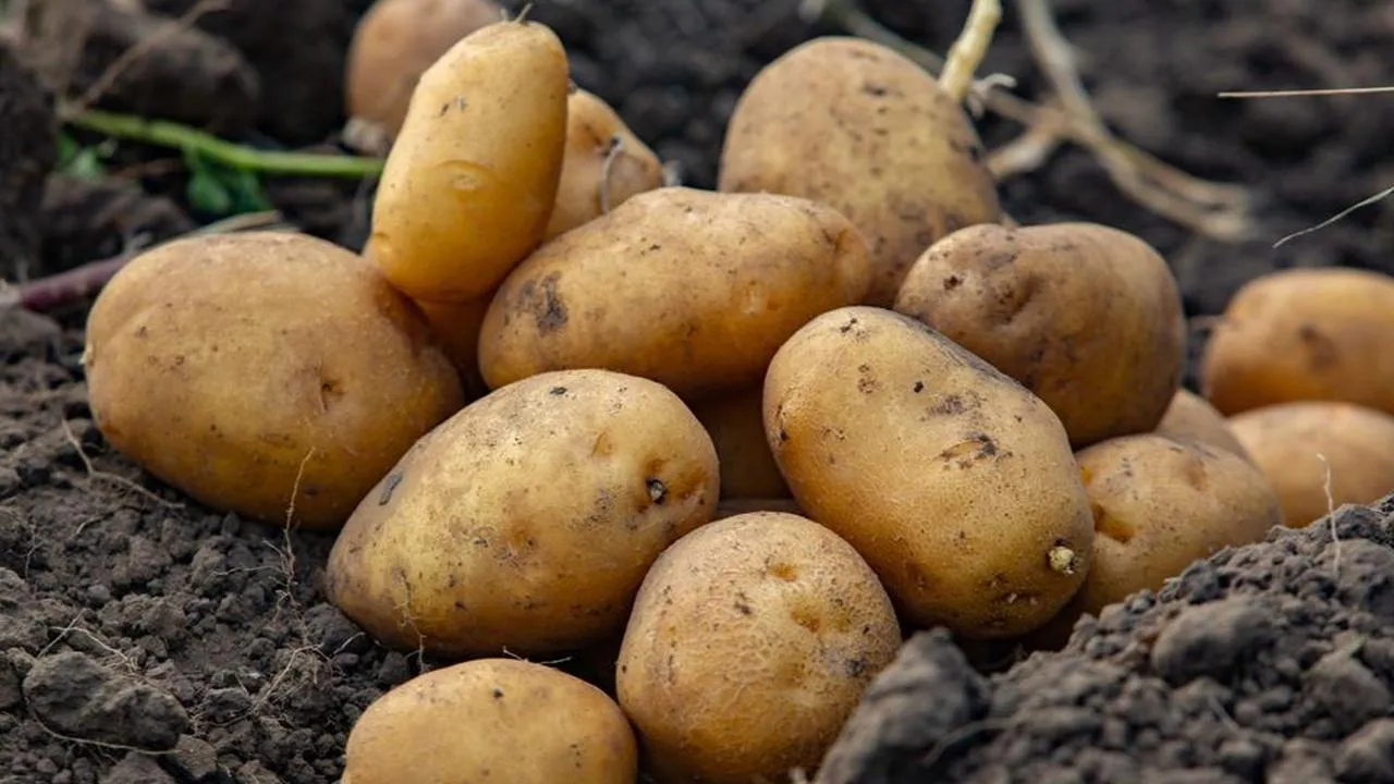 istockphoto.com/romeo-f