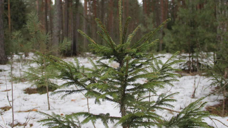 Фото: REGIONS/Василий Тремасов