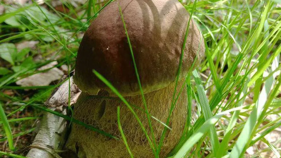 Фото: t.me/pro_okrug