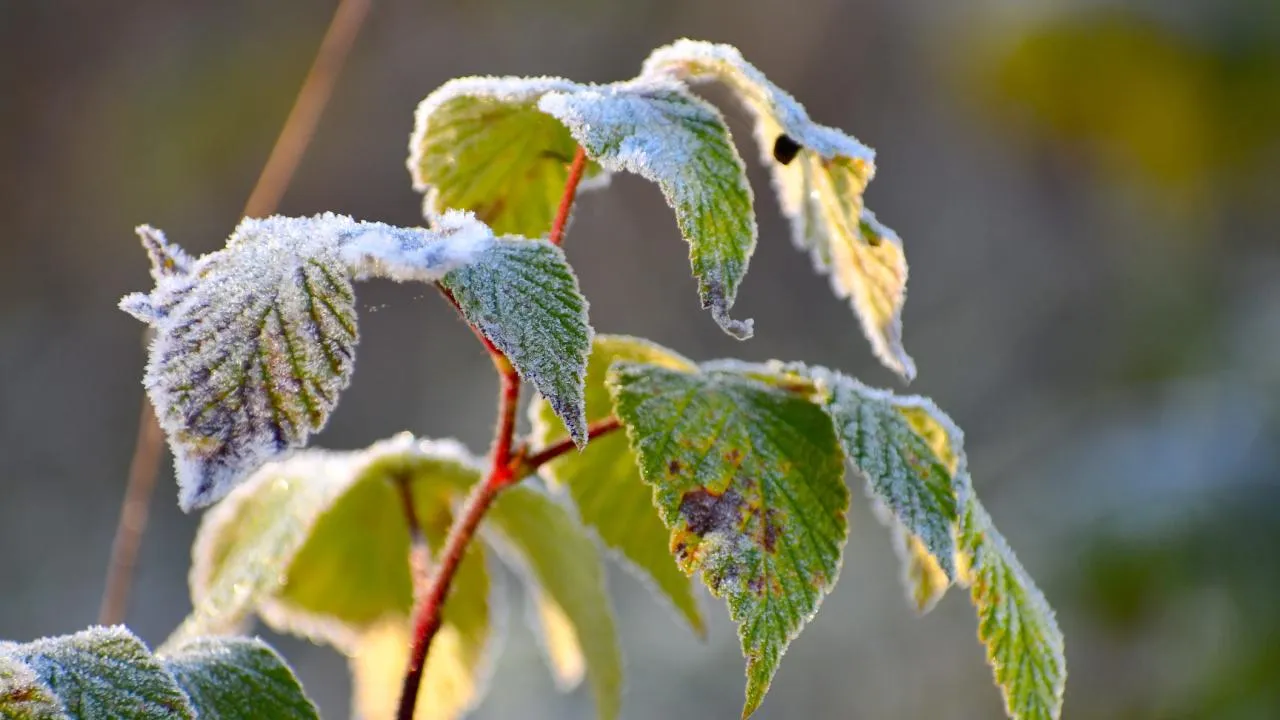 Заморозки были зафиксированы в Подмосковье минувшей ночью