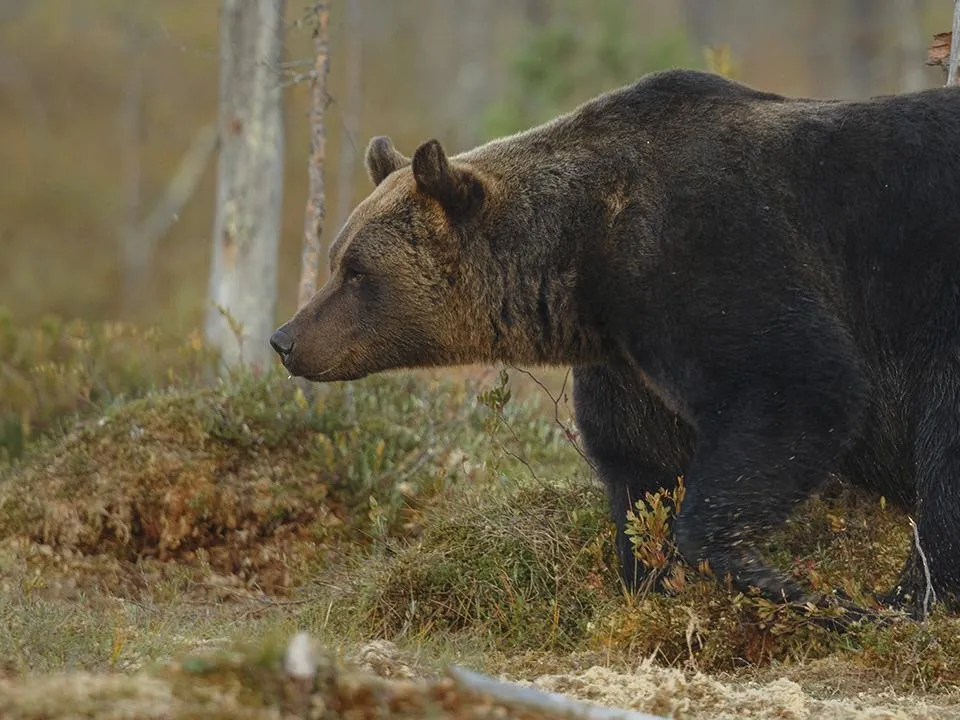 «Бежать бессмысленно»: как выжить при встрече с крупным хищником вне леса