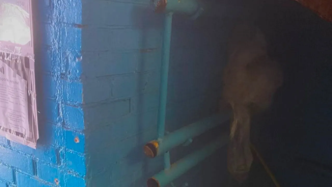 пресс-служба администрации м.о. Чехов