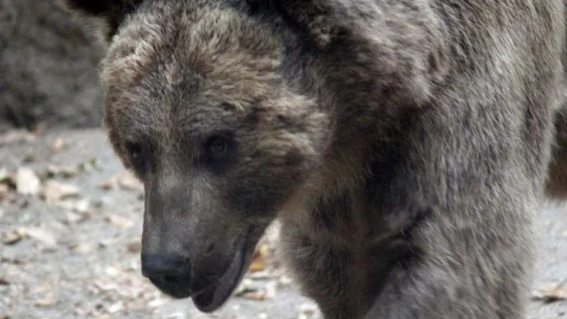 В Забайкальском крае туристы повстречали медведя